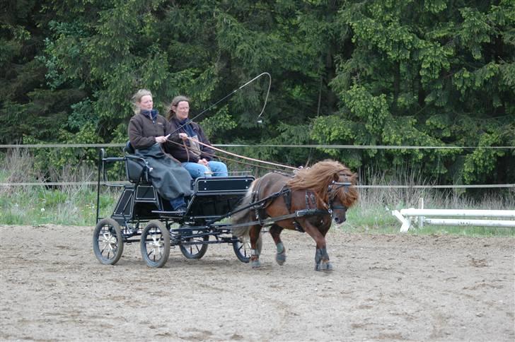 Shetlænder Sedgehill Onyx SH611  - Onyx på dressurbanen maj 2009 billede 16