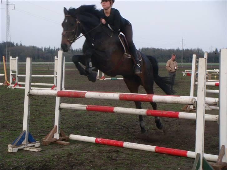 Dansk Varmblod Spindborgs Ophelia  - Træning hos Claus Kirkegaard billede 19