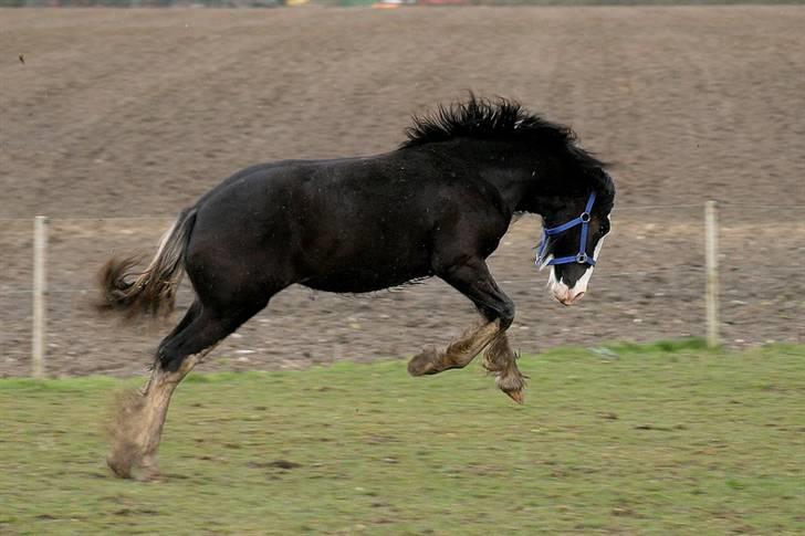 Shire Dazzling Lady Lara billede 4