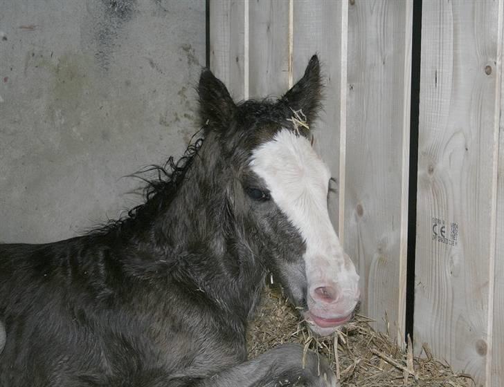 Shire Dazzling Lady Lara billede 6