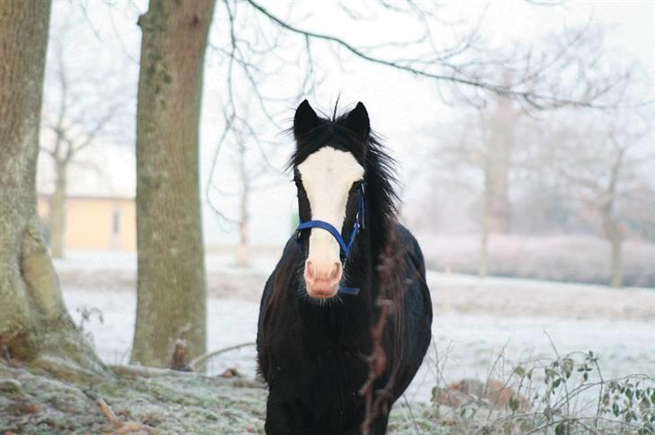 Shire Dazzling Lady Lara billede 7