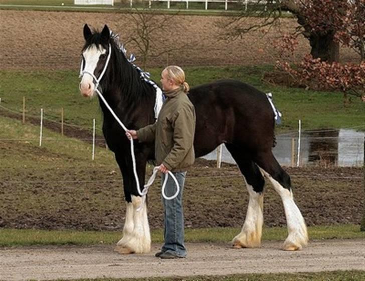 Shire Dazzling Lady Lara billede 8