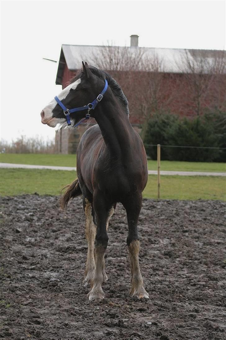 Shire Dazzling Lady Lara billede 9