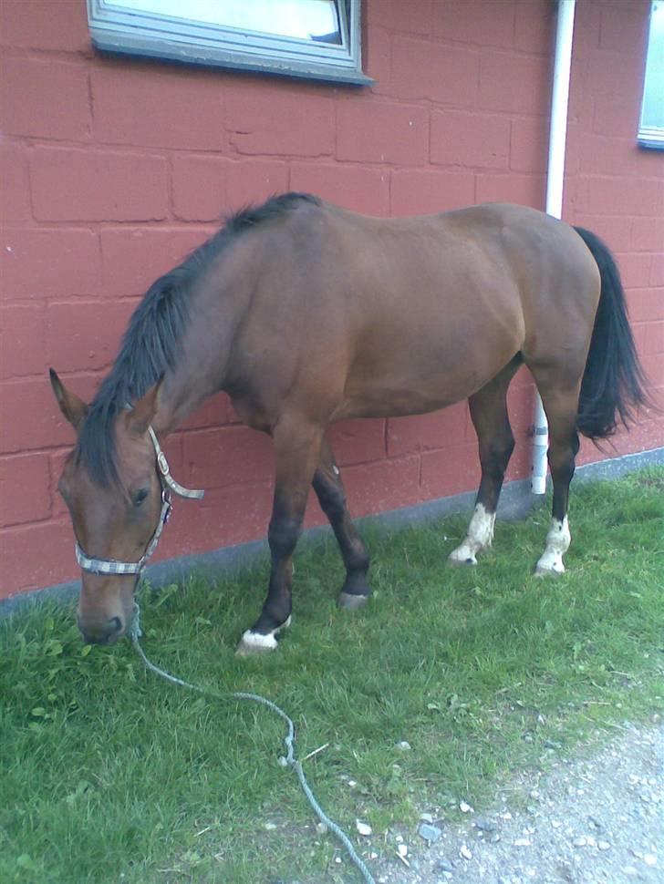 Oldenborg Bruno - rider ik ham mere - Dejligt med lidt græs på rideskolen billede 12