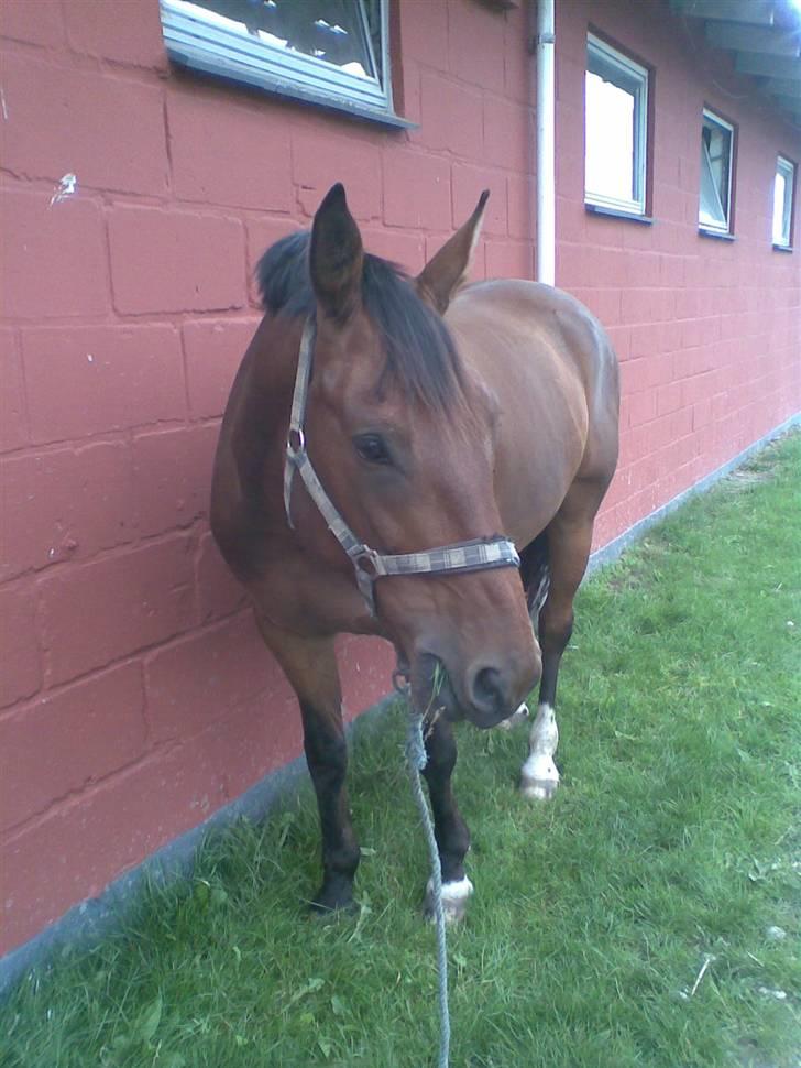 Oldenborg Bruno - rider ik ham mere - På rideskolen. :) billede 13