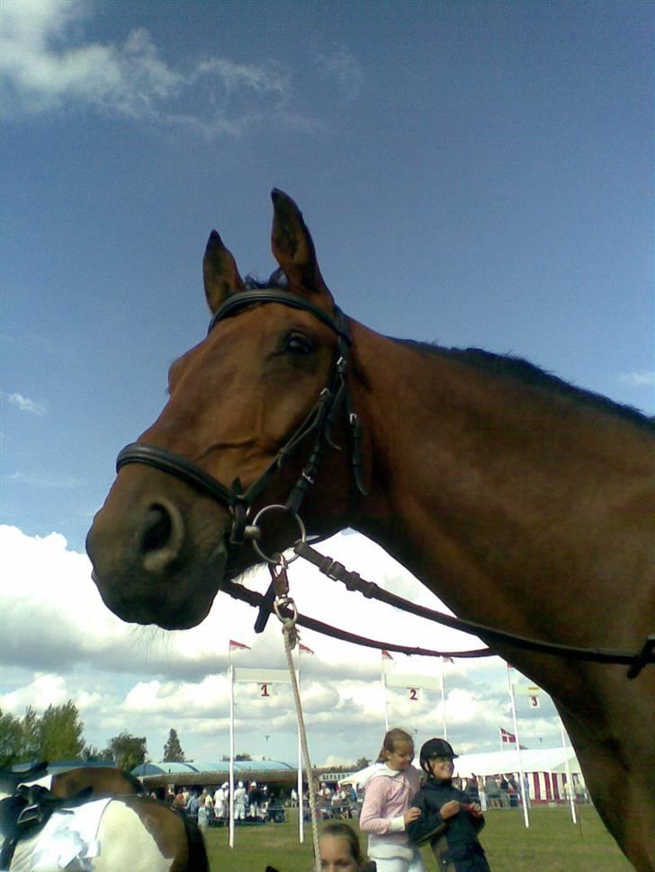 Oldenborg Bruno - rider ik ham mere - Skovby ringridning 08 billede 15
