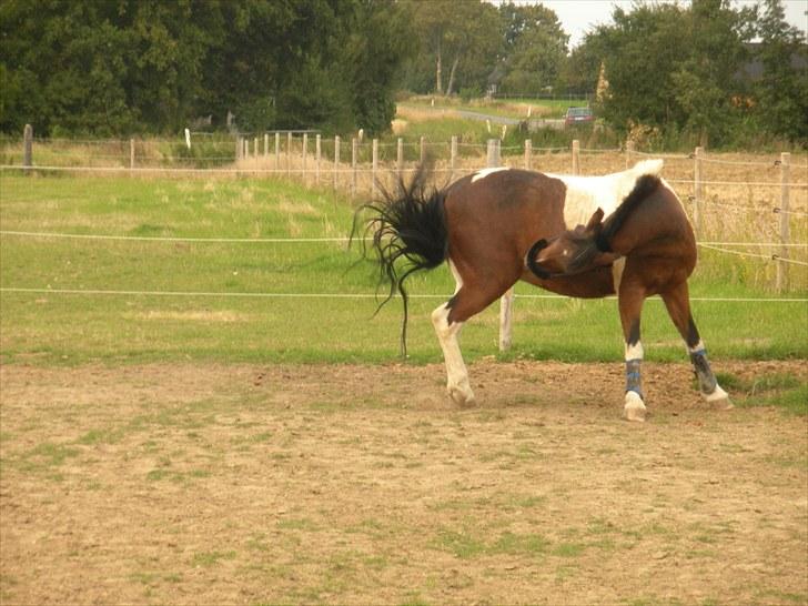 Anden særlig race Til minde om Erasmus Montanus  - Nr. 11  billede 11