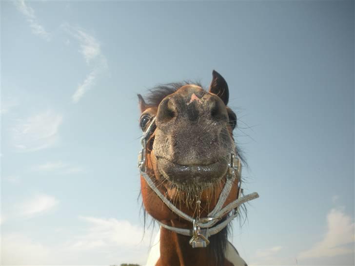 Anden særlig race Til minde om Erasmus Montanus  - Nr. 12 Var sgu lige tørstig billede 12