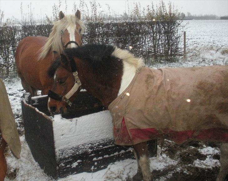 Anden særlig race Til minde om Erasmus Montanus  - Nr. 13 Snevejr. <3 billede 13