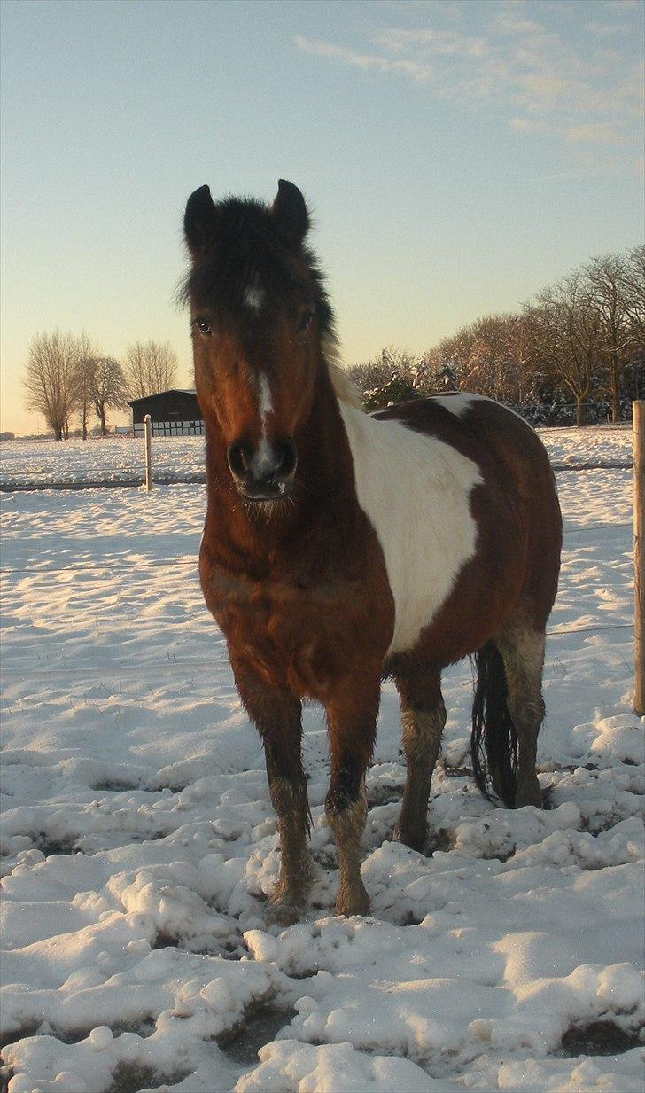 Anden særlig race Til minde om Erasmus Montanus  - Nr. 14 Flotte dreng billede 14