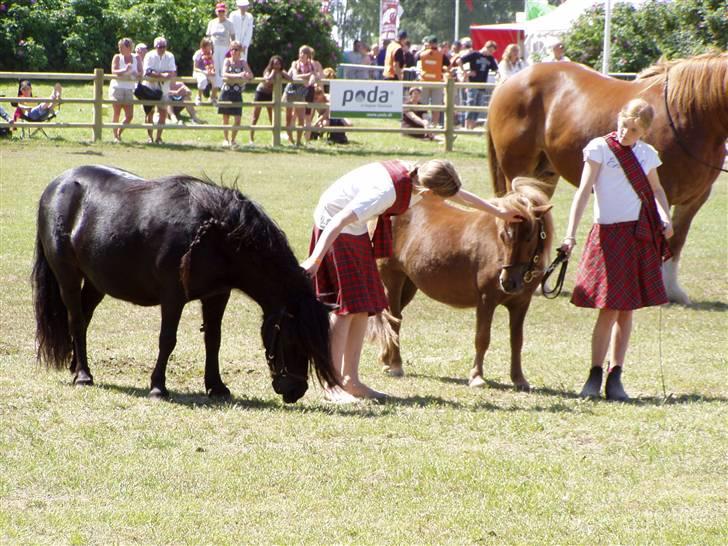 Shetlænder Morillo af Nørvang billede 15