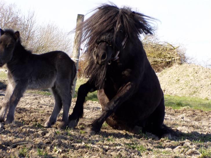 Shetlænder Morillo af Nørvang billede 16