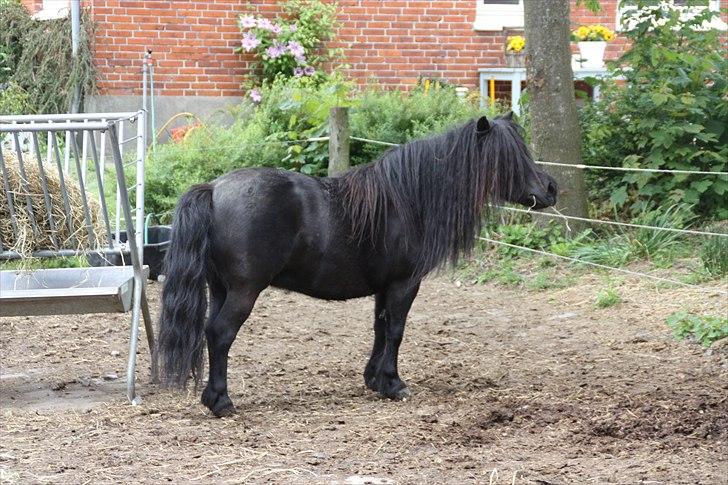 Shetlænder Morillo af Nørvang - Kønne dyr (:  billede 17