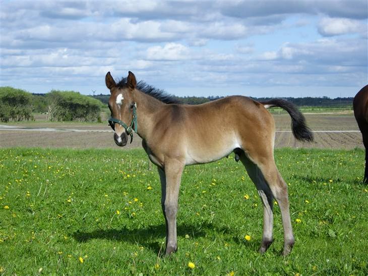 {{currentPhoto.altText}} billede {{currentPhoto.number}}