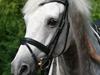 Holstener Casoni BS SOLGT [Tidl. hest]