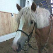 Haflinger Betti SOLGT!