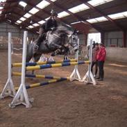 Dansk Varmblod Lyngbjerggårds Cashmira