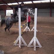 Dansk Varmblod Lyngbjerggårds Cashmira