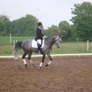 Dansk Varmblod Lyngbjerggårds Cashmira