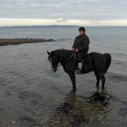 Anden særlig race kashmir
