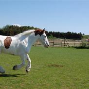 Tinker Ferdinand Von Basse *RIP*