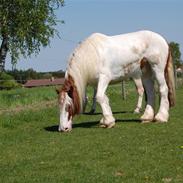 Tinker Ferdinand Von Basse *RIP*