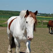 Tinker Ferdinand Von Basse *RIP*