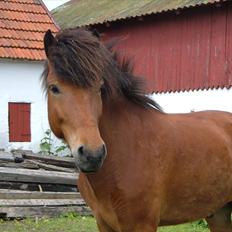 Islænder Baldur fra Vinkærgård