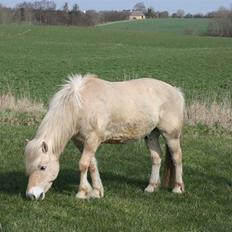 Fjordhest Claus :D