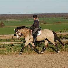 Welsh Pony af Cob-type (sec C) / DSP Korreborg's Chablis