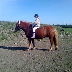 Anden særlig race Lukas 