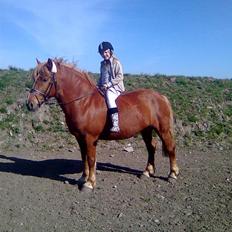 Anden særlig race Lukas 