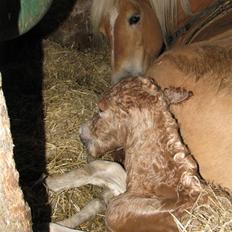 Tyroler Haflinger Walando 