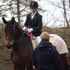 Dansk Varmblod Valløs Medea