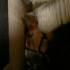 Haflinger Betti SOLGT!
