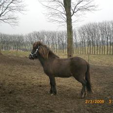 Islænder Þokkadís fra Amhøj Solgt