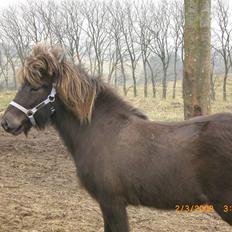 Islænder Þokkadís fra Amhøj Solgt