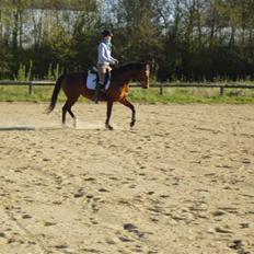 Dansk Varmblod Coffee Cup