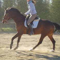 Dansk Varmblod Coffee Cup