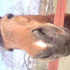 Anden særlig race Iliad