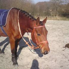 Anden særlig race Iliad