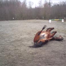 Anden særlig race Iliad