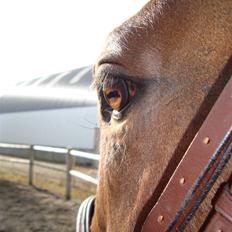 Fuldblod (XX) Min Moonlight Magic :)