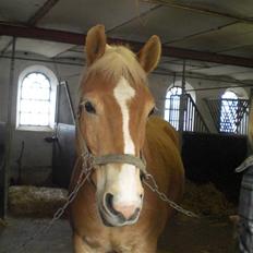 Haflinger Wimbel Star:)