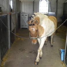 Anden særlig race Dundee. <3