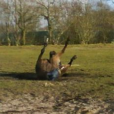 Polsk Varmblod Harfiarz/Toke død 2010