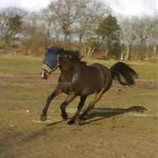 Polsk Varmblod Harfiarz/Toke død 2010