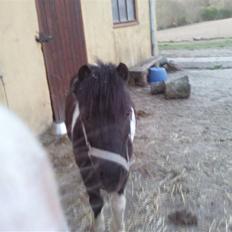 Anden særlig race ferdinand