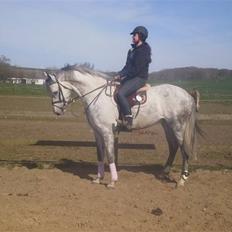 Hollandsk Varmblod Quick Silver(sendt tilbag