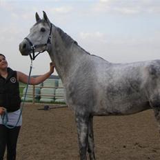 Hollandsk Varmblod Quick Silver(sendt tilbag